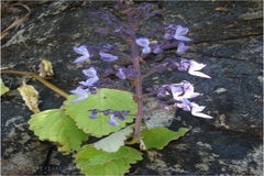 Plectranthus bishopianus